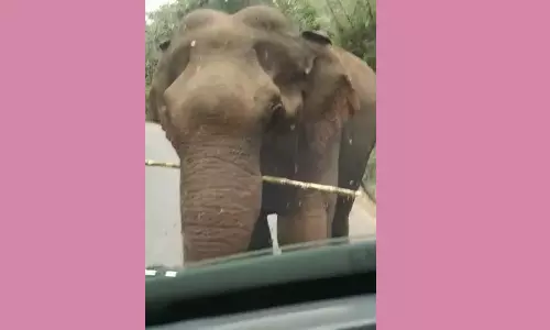 கரும்பு லாரியை வழிமறித்து கரும்பை சுவைத்த யானை