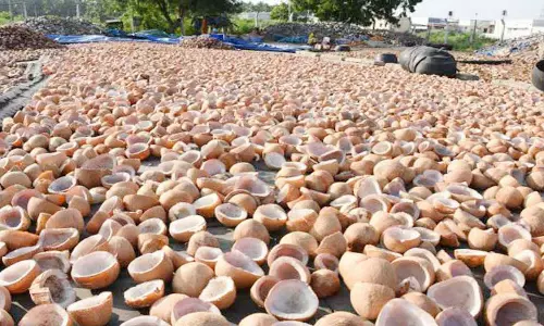 தேங்காயை காயவைத்து கொப்பரையாக விற்பனை செய்ய ஆர்வம் காட்டும் விவசாயிகள்