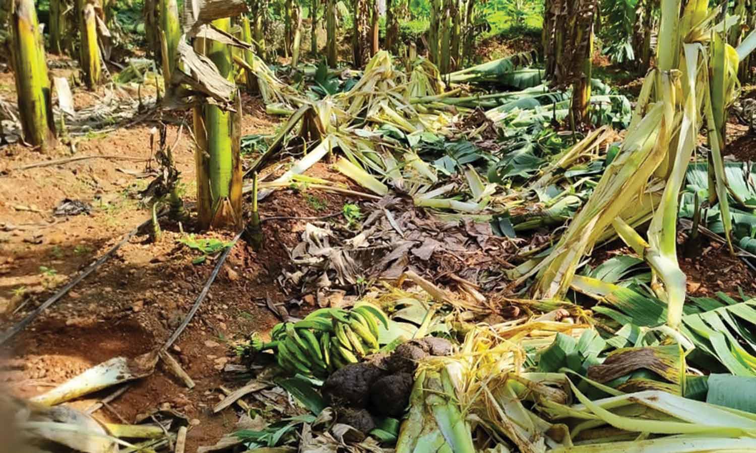 மேட்டுப்பாளையம் அருகே வாழைத்தோட்டத்தில் புகுந்து அட்டகாசம் செய்த யானைகள்