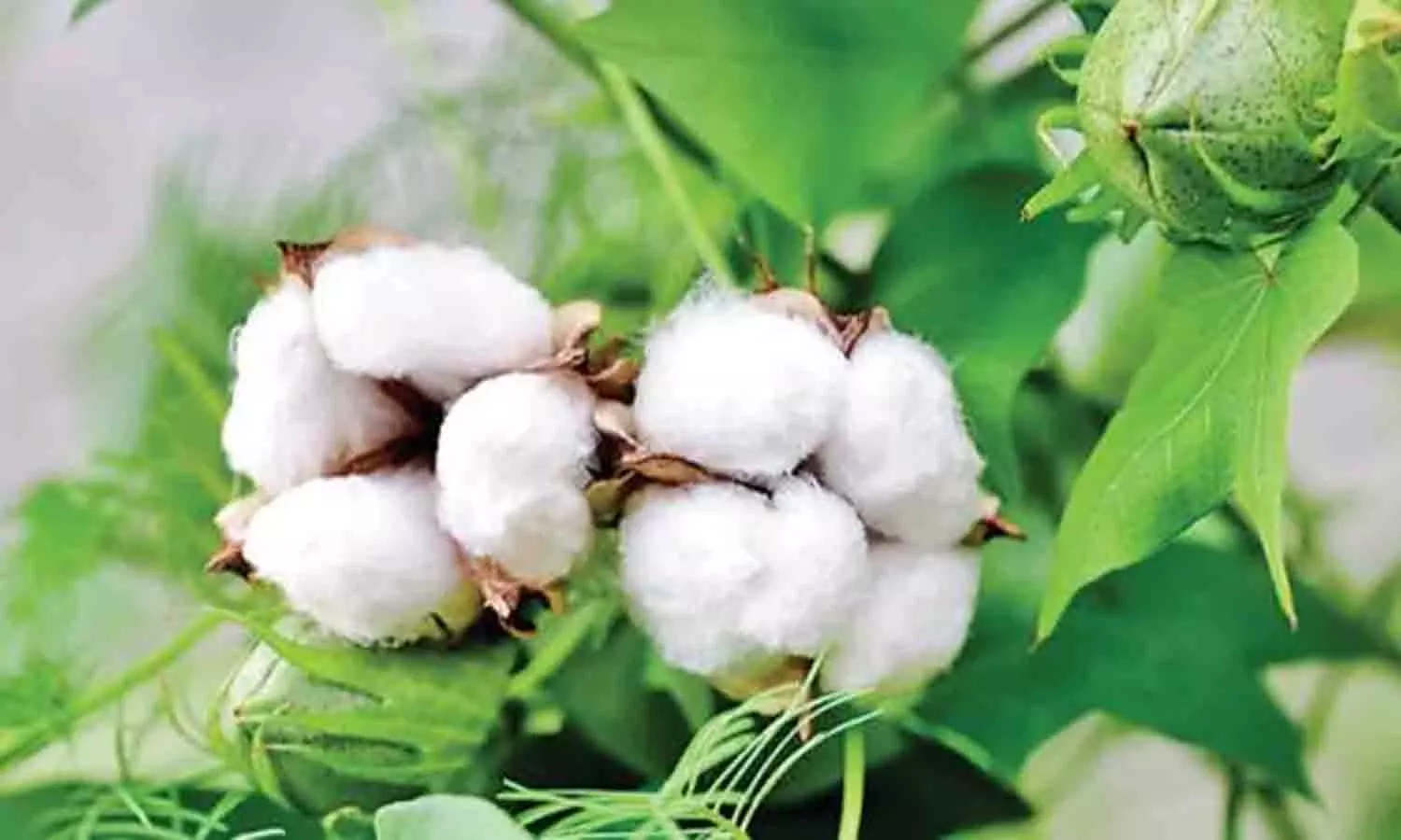 அவினாசியில் ரூ.16 லட்சத்துக்கு பருத்தி ஏலம் அவினாசியில் ரூ.16 லட்சத்துக்கு பருத்தி ஏலம்