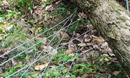 ஆடலூர் பகுதியில்  சோலார் மின்வேலியை சேதப்படுத்திய காட்டுயானை