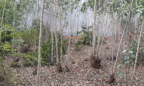 தைல மரக்காட்டில் திடீர் தீ விபத்து