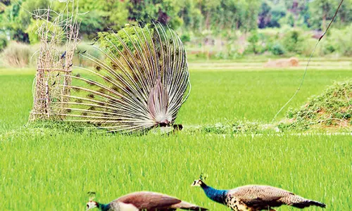 பயிர்களை நாசம் செய்யும் மயில்கள்