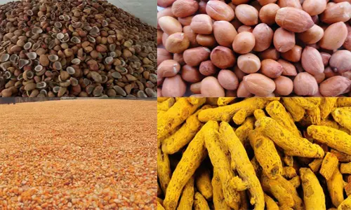 வாழப்பாடி ஒழுங்குமுறை விற்பனை கூடத்தில் தேங்காய் பருப்பு, நிலக்கடலை, மஞ்சள், மக்காச்சோளம் ஏலம்