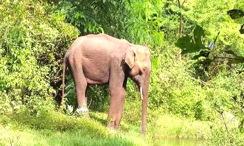 பர்லியாறில் காலில் காயத்துடன் சுற்றும் யானை