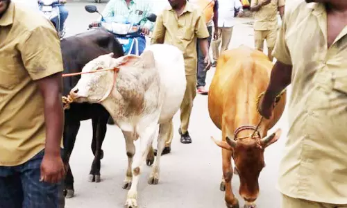 சாலைகளில் சுற்றித்திரிந்த மாடுகளை நகராட்சி ஊழியர்கள் பிடித்தனர்