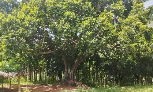 இலை உதிர்ந்த ஒரே வாரத்தில் துளிர்க்கும் அதிசய வெள்ளை அத்திமரம்