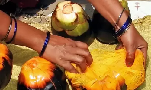 பனம் பழத்தில் பஜ்ஜி, போண்டா செய்து சாப்பிடும் வட மாநிலத்தவர்