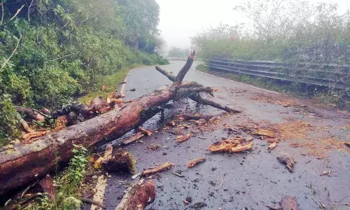 ஹைவேவிஸ் மலைச்சாலையில் மரம் விழுந்து போக்குவரத்து பாதிப்பு