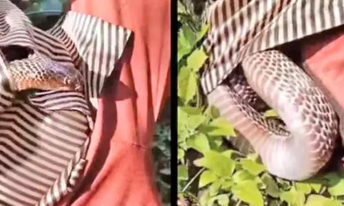 வயலில் தூங்கியவரின் சட்டைக்குள் புகுந்த நாகப்பாம்பு