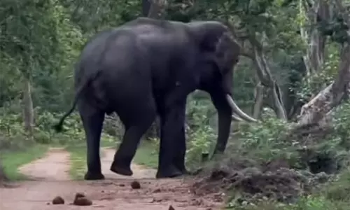 அந்தியூர் வரட்டுப்பள்ளம் அணை பகுதியில் சுற்றி திரியும் ஒற்றை யானை