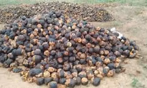 பனை விதை, கன்றுகள் 100 சதவீதம் மானியம்