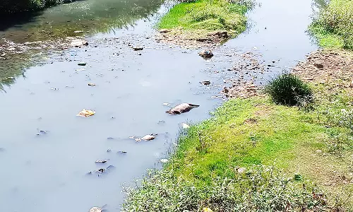 செய்யாற்றில் செத்து மிதக்கும் பன்றியால் துர்நாற்றம்