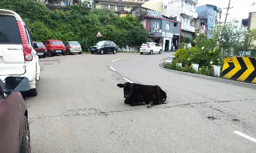 கோத்தகிரியில்  சாலையில் திரியும் மாடுகளால் விபத்து அபாயம்