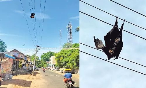 ஸ்ரீவைகுண்டம் பகுதியில்  பழந்தின்னி வவ்வால் சரணாலயம் அமைக்கப்படுமா?