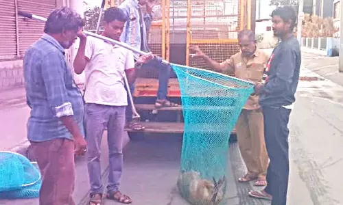 திருப்பூர் மாநகர் பகுதியில் பொதுமக்களை அச்சுறுத்தும் தெரு நாய்களை  பிடிக்கும் பணி தீவிரம்