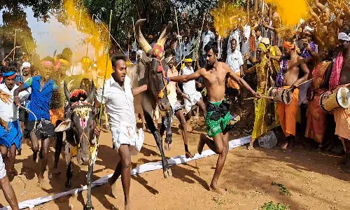 22 ஆண்டுகளுக்கு பிறகு கோவில் திருவிழாவில் மாடு மாலை தாண்டும் போட்டி