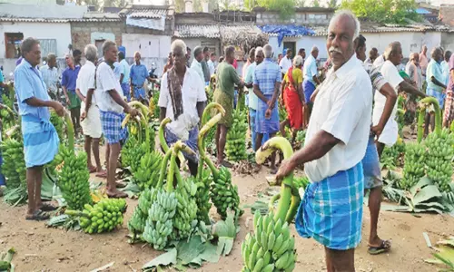வாழைத்தார் விலை உயர்வு விவசாயிகள் மகிழ்ச்சி