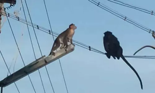 ஆரல்வாய்மொழியில் குரங்குகள் தொல்லை