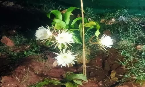 கம்பத்தில் வீட்டில் பூத்த பிரம்ம கமலப்பூ