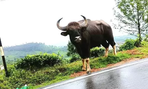 கோத்தகிரி ேதயிலை தோட்டங்களில் குட்டியுடன் உலா வரும் காட்டெருமைகள்