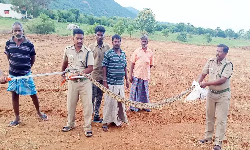 10 அடி நீள மலைப்பாம்பு பிடிபட்டது