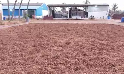 தொடர் மழையால் பொள்ளாச்சி பகுதியில் தென்னை நார் உற்பத்தி பாதிப்பு