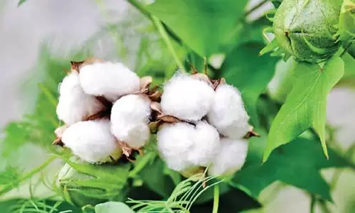 மூலனூர் ஒழுங்குமுறை விற்பனைக்கூடத்தில் பருத்தி விலை உயர்வு