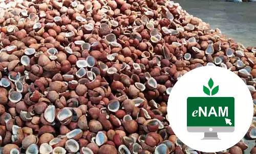 உடுமலை ஒழுங்குமுறை மையத்தில் இ-நாம் மூலம் தேங்காய் ஏலம்