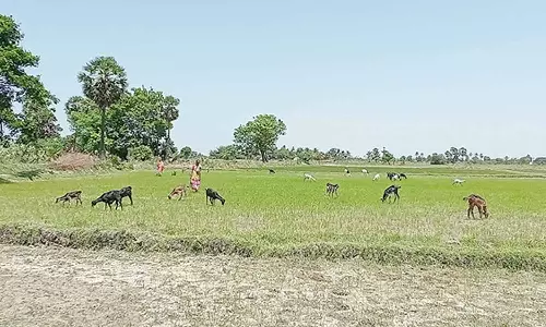 தண்ணீன்றி கருகிய பயிர்களை மேயவிட்டு கால்நடைகளுக்கு உணவாக்கும் விவசாயிகள்