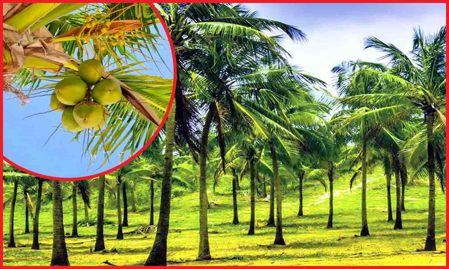 தென்னை மரங்களில் நோய் தாக்குதலை தடுக்கும் வழிமுறைகள் - வேளாண்துறை விளக்கம்