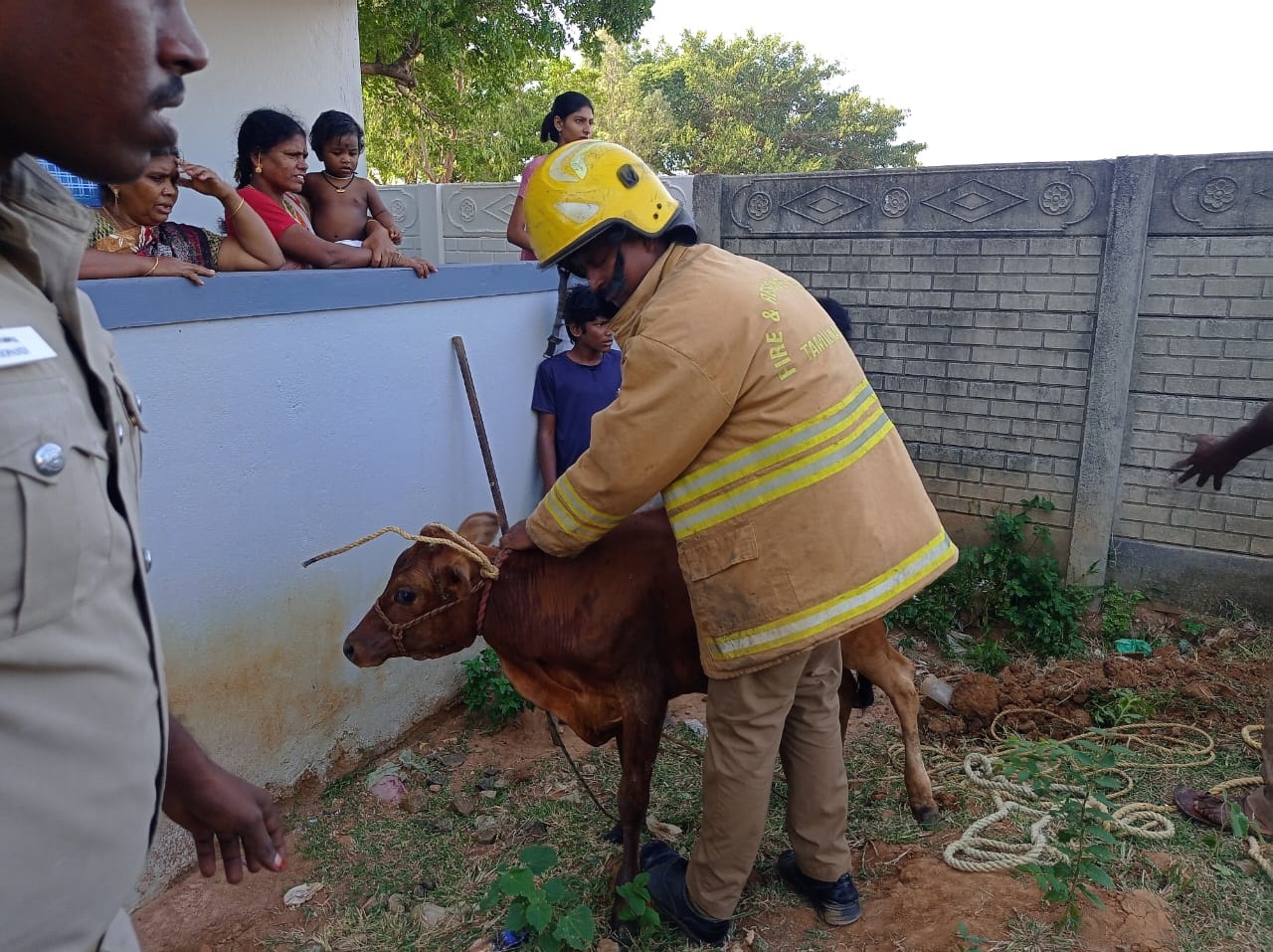 கழிவு நீர் தொட்டியில் விழுந்த கன்று