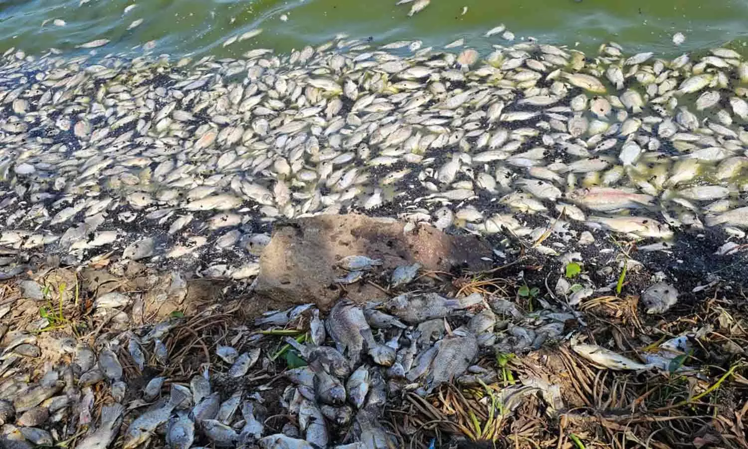 சுட்டெரிக்கும் வெயிலால் ஏரிகளில் செத்து மிதக்கும் மீன்கள் சுட்டெரிக்கும் வெயிலால் ஏரிகளில் செத்து மிதக்கும் மீன்கள்