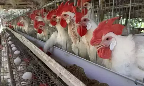 நாமக்கல் மண்டலத்தில் முட்டை விலை ரூ.4.20 ஆக விலை நிர்ணயம்