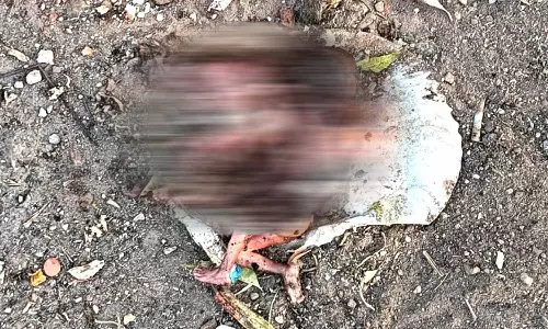 குப்பைத் தொட்டியில் வீசப்பட்ட 2 பெண் சிசுக்கள்- நாய்கள் கடித்து குதறிய கொடூரம்