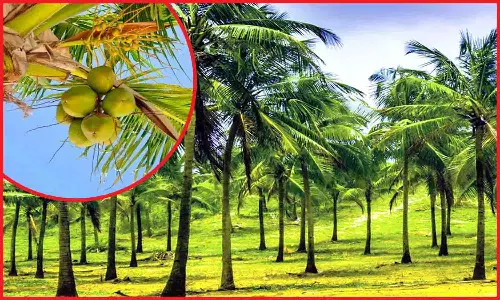 தென்னை மரங்களில் நோய் தாக்குதலை தடுக்கும் வழிமுறைகள் - வேளாண்துறை விளக்கம்