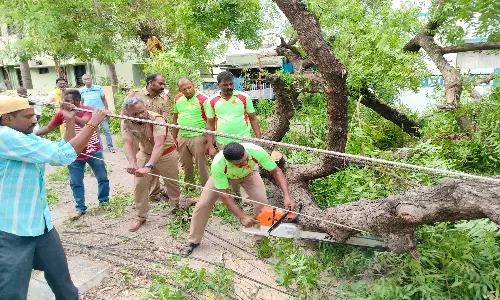 திண்டுக்கல்லில் சூறைக்காற்றுக்கு முறிந்து விழுந்த வேப்ப மரம்