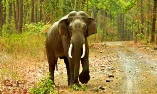 அப்பர் கோதையாறு வனப்பகுதியில் யானை கூட்டத்துடன் இணைந்து உலா வரும் அரிசி கொம்பன்