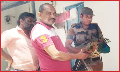 காயத்துடன் போராடிய மயிலுக்கு சிகிச்சை