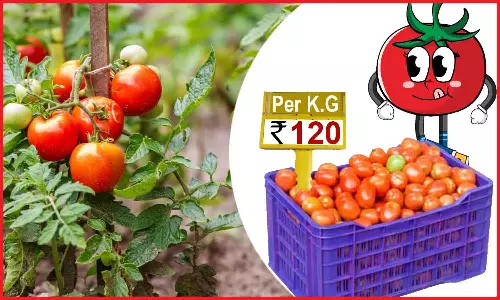 வெள்ளகோவில் வார சந்தையில் தக்காளி  ரூ.120க்கு விற்பனை