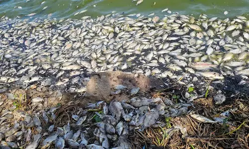 சுட்டெரிக்கும் வெயிலால் ஏரிகளில் செத்து மிதக்கும் மீன்கள்