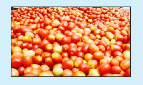 மதுரையில் தக்காளி விலை தொடர்ந்து உச்சம்