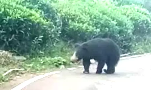 கோத்தகிரியில் குடியிருப்பு வளாகத்தில் உலா வரும் கரடி