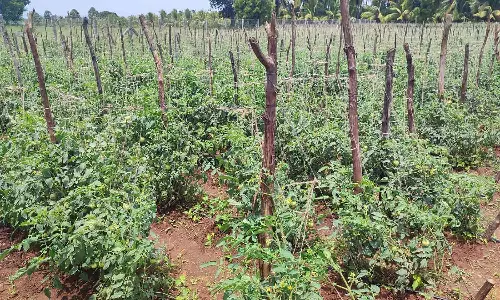 தக்காளி பழங்கள் வீணாவதை தடுக்க செடிகளுக்கு கொடிகட்டும் விவசாயிகள்