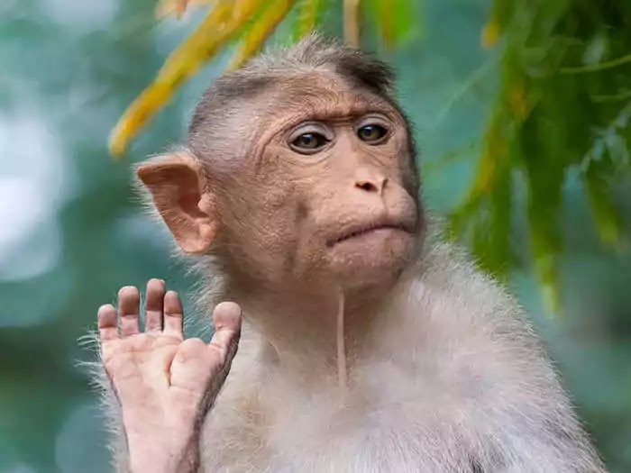 குரங்கு தொல்லையால் அவதியுறும் பொதுமக்கள்