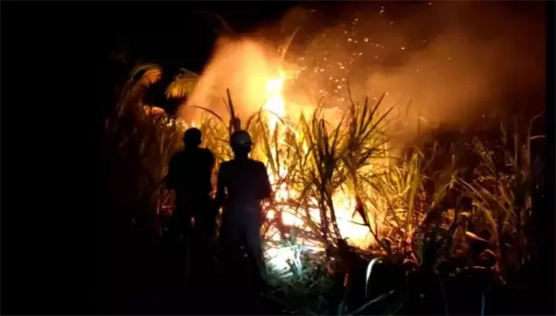 கரும்பு தோட்டத்தில் திடீர் தீ கரும்பு தோட்டத்தில் திடீர் தீ