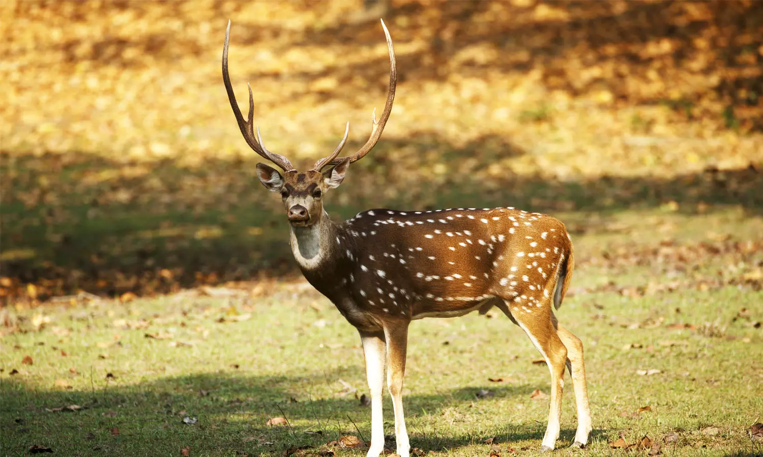 கிணற்றில் தவறி விழுந்த புள்ளிமான் உயிருடன் மீட்பு கிணற்றில் தவறி விழுந்த புள்ளிமான் உயிருடன் மீட்பு