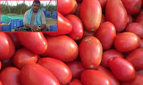 45 நாட்களில் ரூ.4 கோடியை அள்ளிய ஆந்திரா தக்காளி விவசாயி