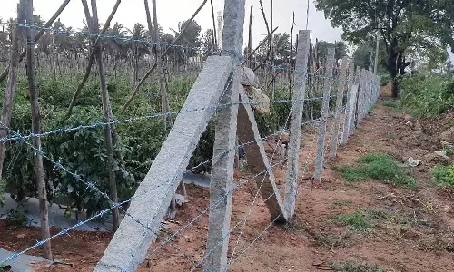 தக்காளி திருட்டை தடுக்க தோட்டத்தில் வேலி அமைத்து பாதுகாக்கும் விவசாயிகள்