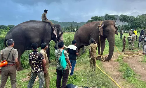 மக்னா யானையை மயக்க ஊசி செலுத்தி வனத்துறையினர் பிடித்தனர்- வால்பாறை காட்டுப்பகுதியில் விடப்பட்டது
